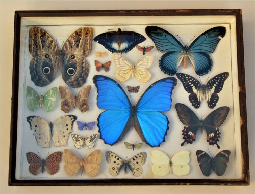 Antique Case of Butterfly Specimens