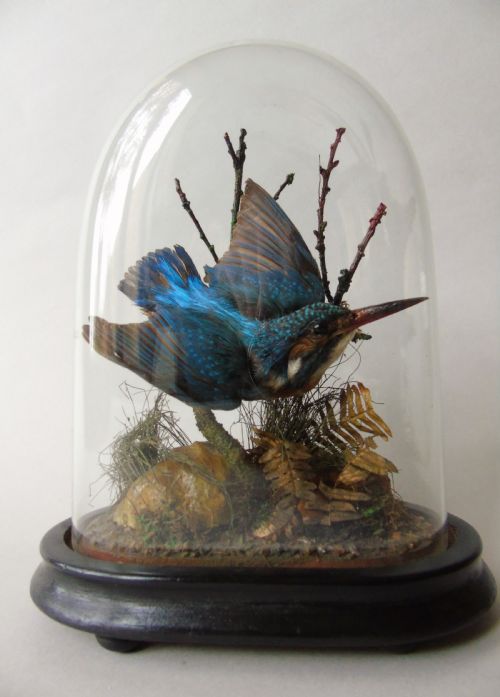 Antique Taxidermy Kingfisher Glass Dome