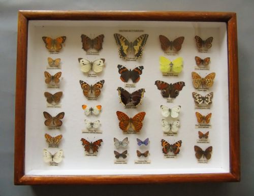 Antique Cased British Butterfly Specimens