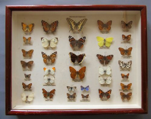 Antique Cased British Butterfly Specimens