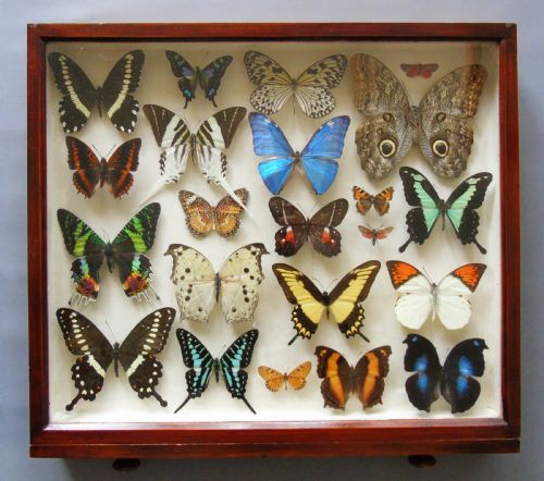 Superb Antique Collection Butterfly Specimens Mahogany Case