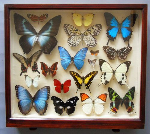 Superb Antique Collection Butterfly Specimens Mahogany Case