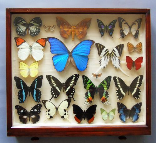 Superb Antique Collection Butterfly Specimens Mahogany Case