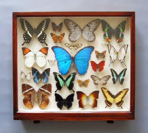 Superb Antique Collection Butterfly Specimens Mahogany Case