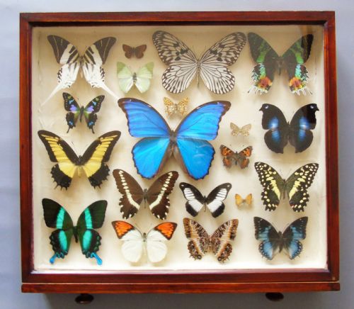 Superb Antique Collection Butterfly Specimens Mahogany Case