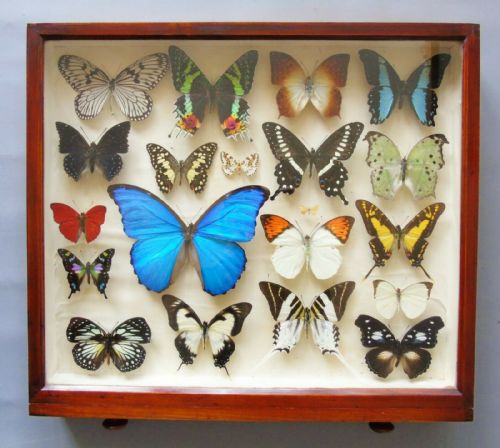 Superb Antique Collection Butterfly Specimens Mahogany Case