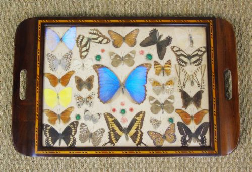 Early 20th Century Inlaid Mahogany Butterfly Tray