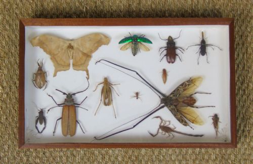Antique Cased Insects Specimen Cabinet