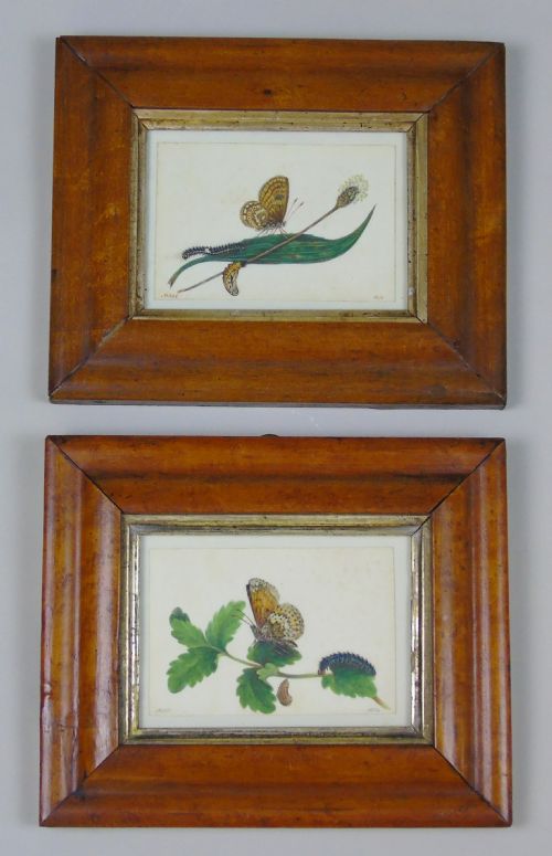Antique Pair of Watercolours Paintings Butterflies and Pupae