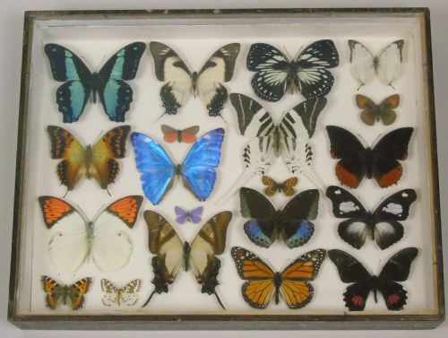 Antique Specimen Butterfly Case