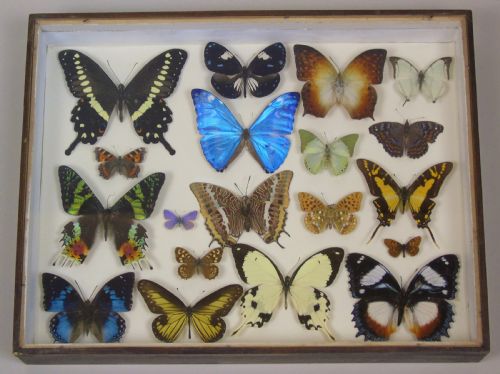 Antique Specimen Butterfly Case