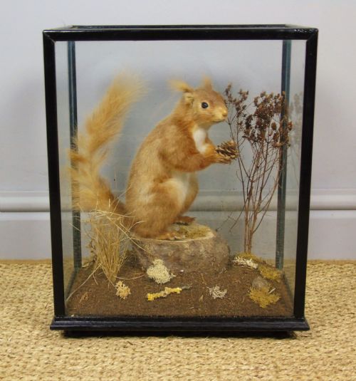 Victorian Cased Taxidermy Red Squirrel