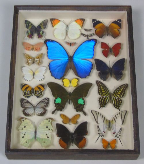 Antique Specimen Case of Butterflies
