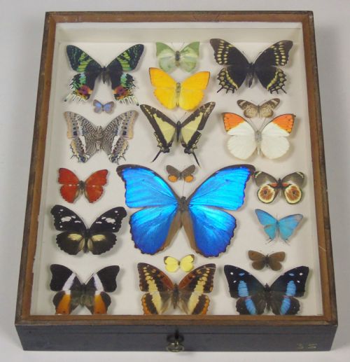 Antique Specimen Case of Butterflies