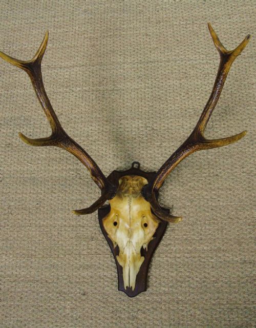 19th Century Antique Antlers on Shield