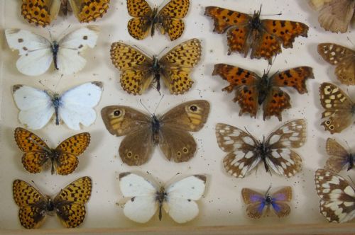 ANTIQUE BUTTERFLY MOTH CASED SPECIMEN COLLECTION - ADDITIONAL PHOTO 6