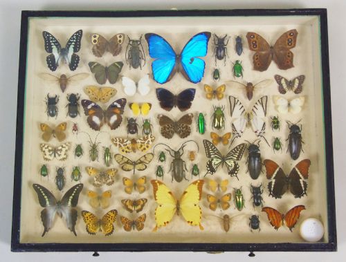 Antique Butterfly and Insect Specimens Collection