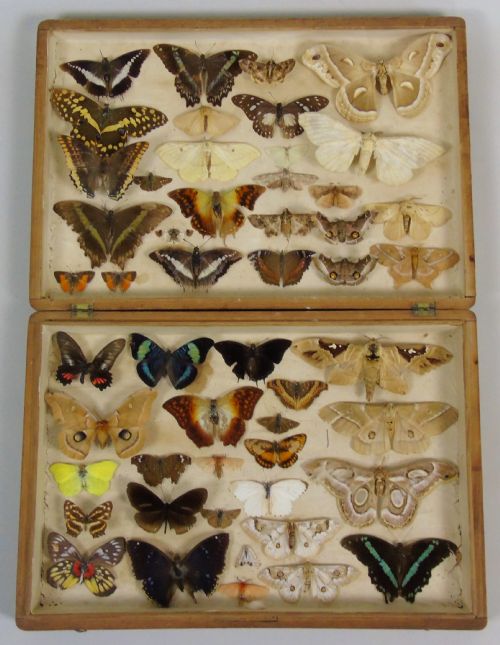 Antique Butterfly & Moth Cased Specimen Collection