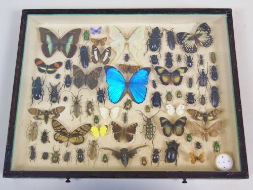 Antique Butterfly and Insect Specimens Collection