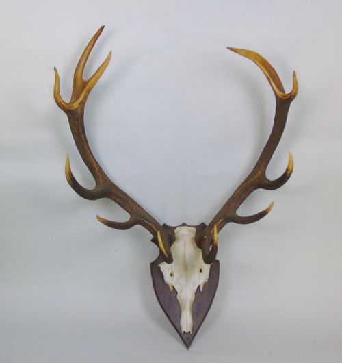 Large Set of Antique Antlers on Shield Hunting Trophy