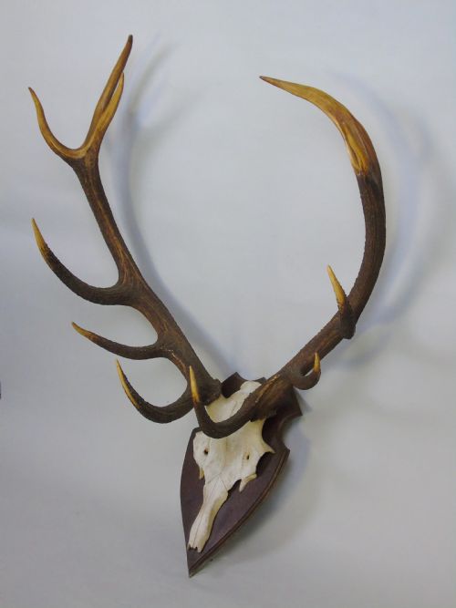 fig 1. Large Set of Antique Antlers on Shield Hunting Trophy