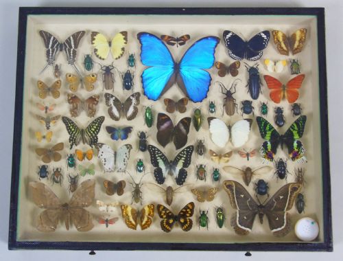 Antique Butterfly and Insect Specimens Collection
