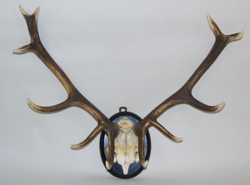 Good Set of Antique Antlers on Ebonised Shield Hunting Trophy