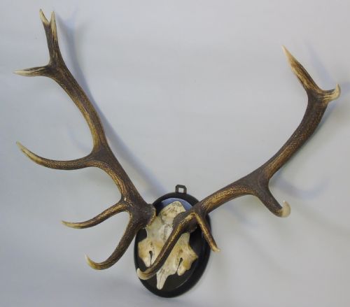 fig 1. Good Set of Antique Antlers on Ebonised Shield Hunting Trophy