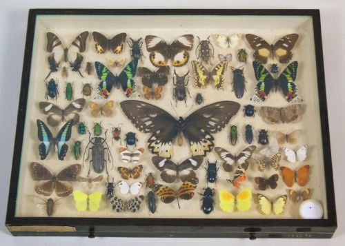 Antique Butterfly and Insect Specimens Collection