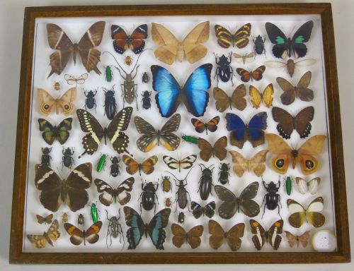 Antique Butterfly and Insect Specimens Collection