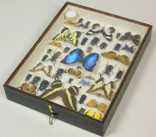 Antique Butterfly and Insect Specimen Collection