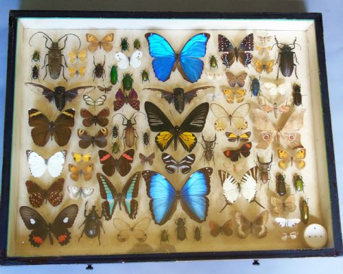 Large Antique Specimen Butterfly and Insect Case