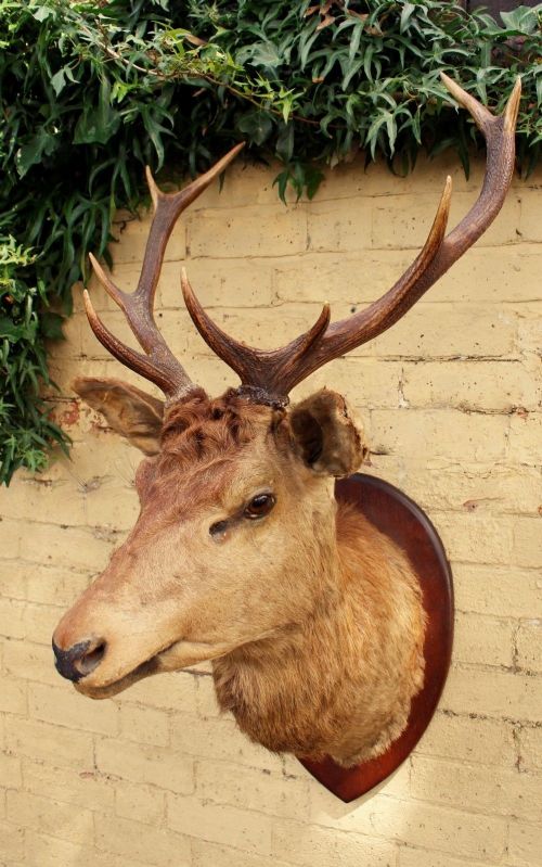 Good Victorian Stags Head Taxidermy