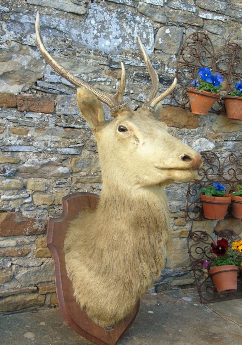 Antique Taxidermy Stags Head