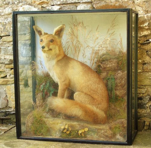 Victorian Taxidermy Red Fox Specimen Cased