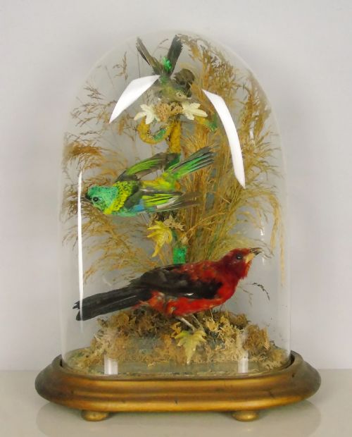 Victorian Taxidermy Dome Bird Specimens Cased