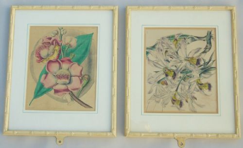 Pair Antique Hand Coloured Botanical Prints Curtis Swan Botanical Magazine