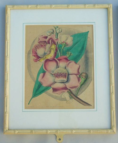 fig 1. Pair Antique Hand Coloured Botanical Prints Curtis Swan Botanical Magazine