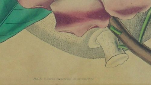 fig 2. Pair Antique Hand Coloured Botanical Prints Curtis Swan Botanical Magazine