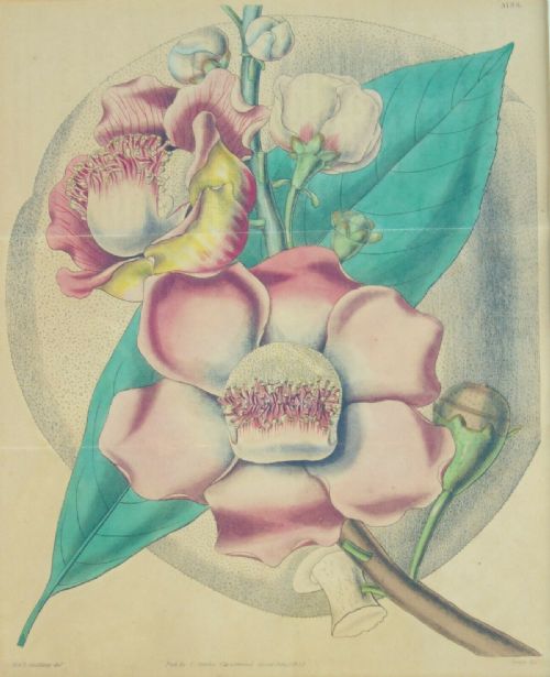 fig 3. Pair Antique Hand Coloured Botanical Prints Curtis Swan Botanical Magazine