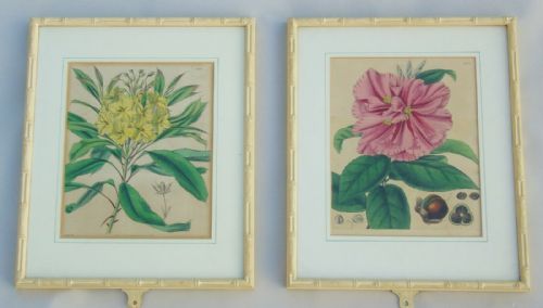 Pair Antique Hand Coloured Botanical Prints Curtis Swan Botanical Magazine