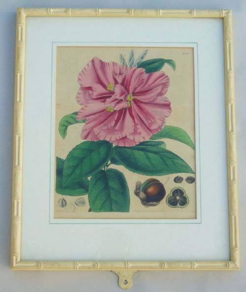 fig 2. Pair Antique Hand Coloured Botanical Prints Curtis Swan Botanical Magazine