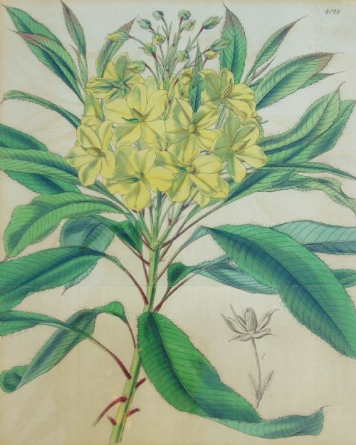 fig 3. Pair Antique Hand Coloured Botanical Prints Curtis Swan Botanical Magazine