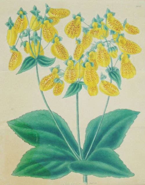 fig 2. Pair Antique Hand Coloured Botanical Prints Curtis Swan Botanical Magazine