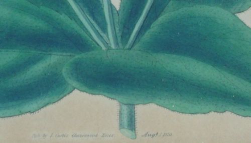 fig 3. Pair Antique Hand Coloured Botanical Prints Curtis Swan Botanical Magazine
