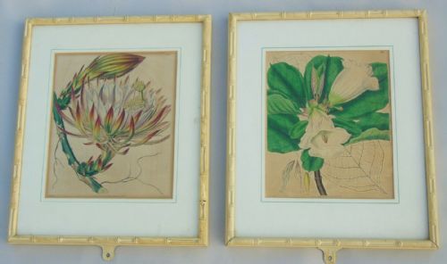 Pair Antique Hand Coloured Botanical Prints Curtis Swan Botanical Magazine