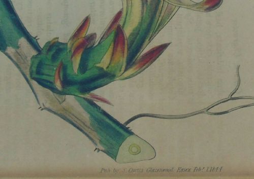 fig 1. Pair Antique Hand Coloured Botanical Prints Curtis Swan Botanical Magazine