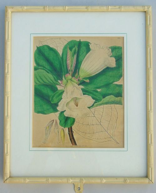 fig 2. Pair Antique Hand Coloured Botanical Prints Curtis Swan Botanical Magazine