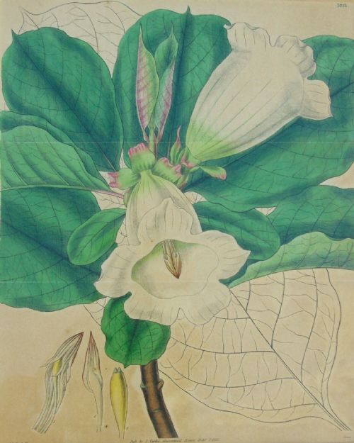 fig 3. Pair Antique Hand Coloured Botanical Prints Curtis Swan Botanical Magazine