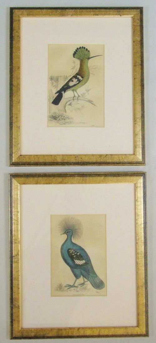 Antique Coloured Engravings Great Crowned Pigeon and Eurasian Hoopoe